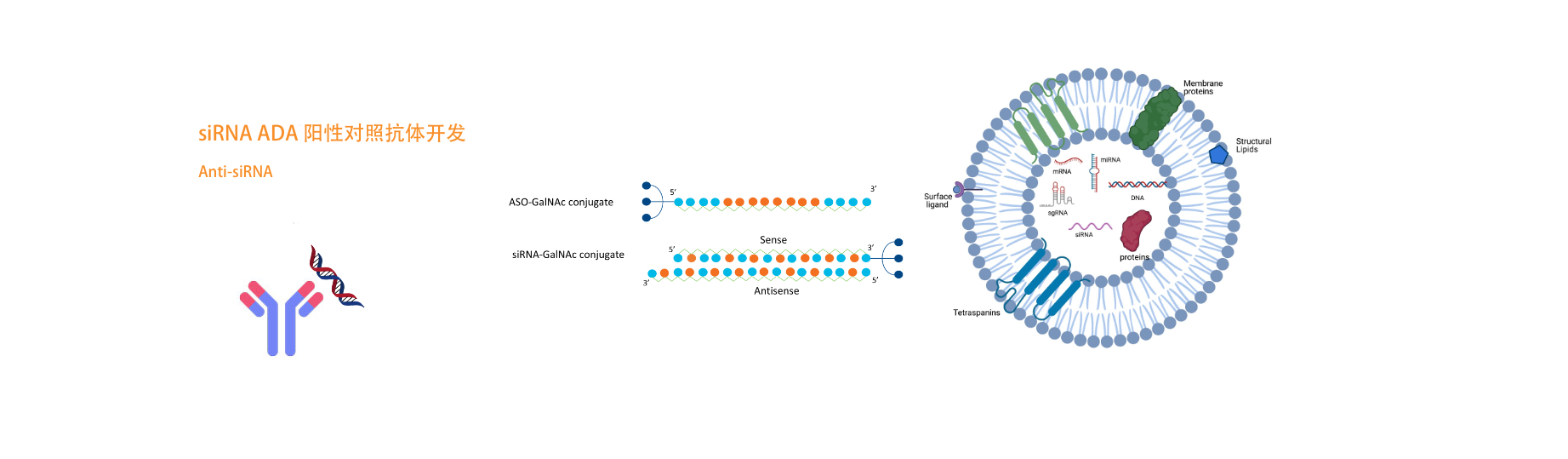 真核蛋白表達(dá)