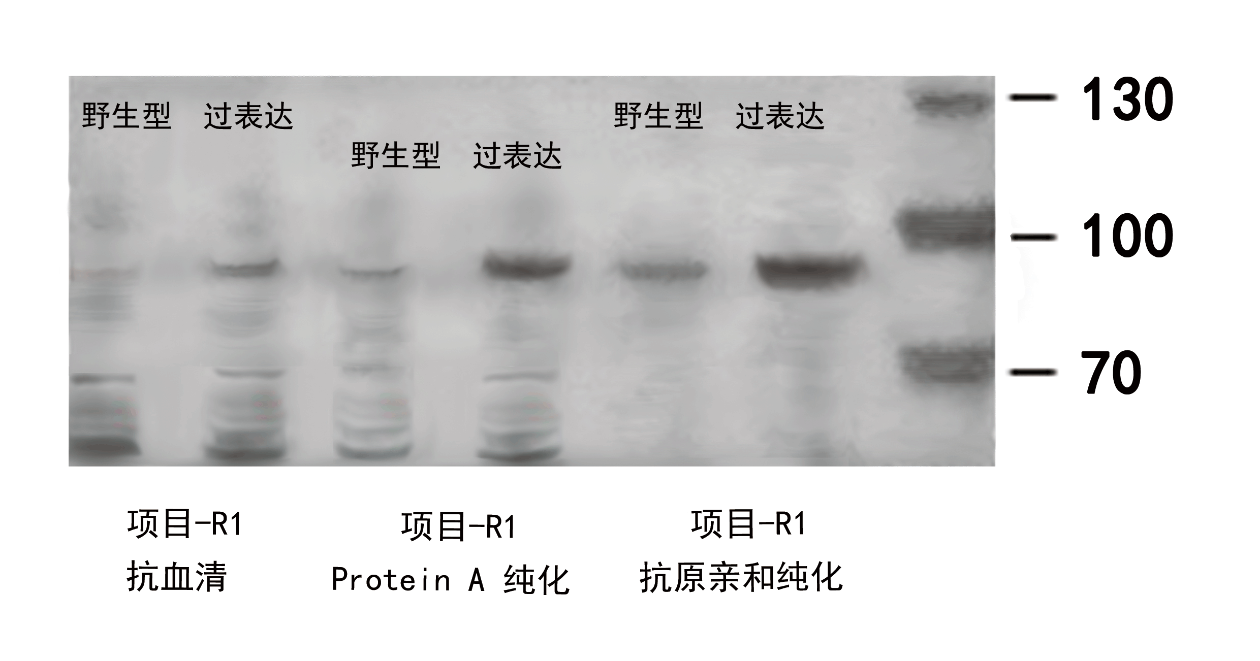 1524023826983663.gif WB結(jié)果.gif