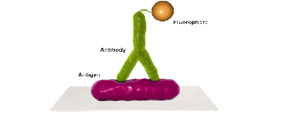 常用二抗（總表）