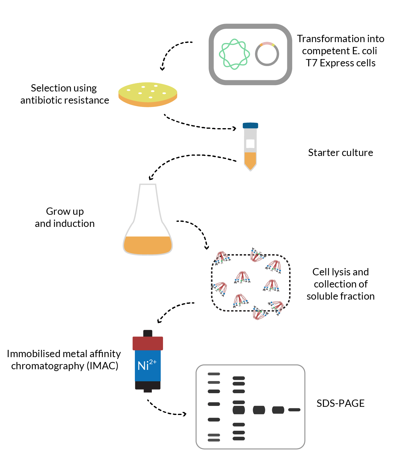 1574665739615956.gif protein1.gif