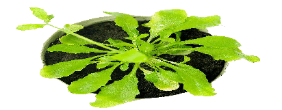 植物抗體（總表）